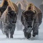 Herd of Buffalo